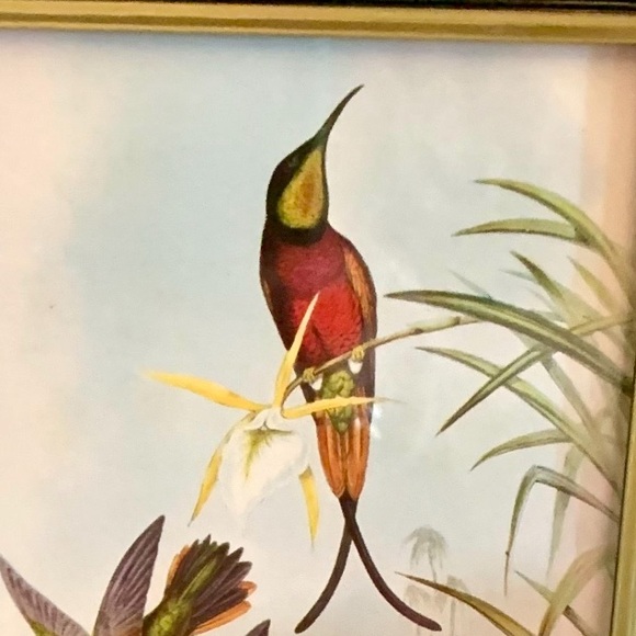 Framed Humming Bird Print Burns Boston Frame Burlwood 4 x 7 picture Heritage - Picture 3 of 9